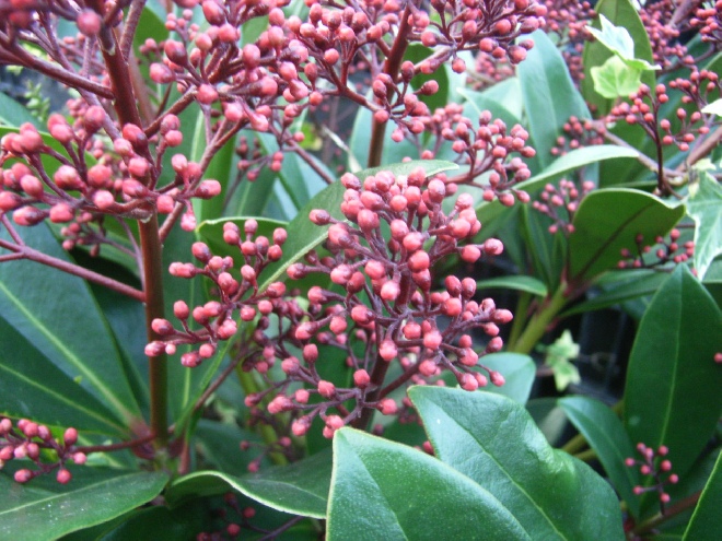 Skimmia japonica 'Rubella' Skimmia