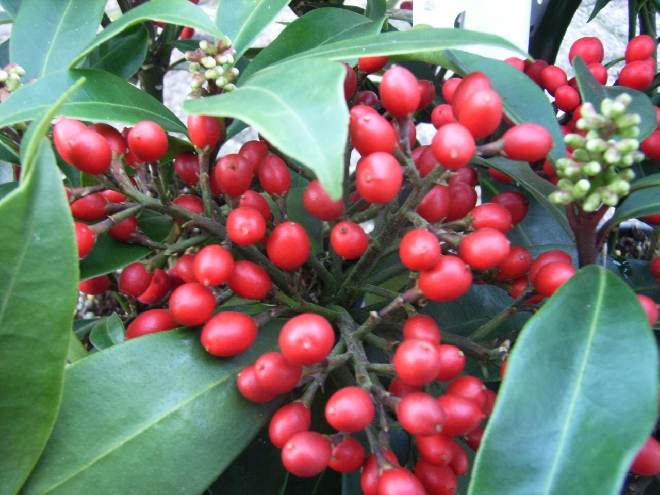 Skimmia  japonica 'Godrie's Little Ruby' Vrouwelijke Skimmia met bes