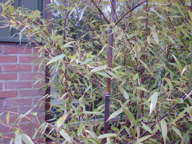 Phyllostachys nigra Zwarte Bamboe