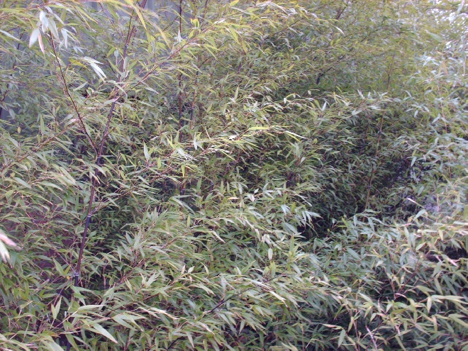 Phyllostachys nigra Zwarte bamboe