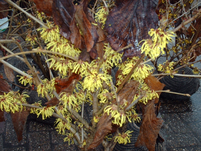 Hamamelis intermedia 'Arnold Promise' Toverhazelaar