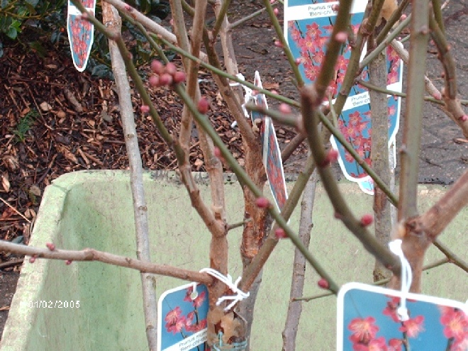 Prunus mume 'Beni-chi-dori' Sierkers