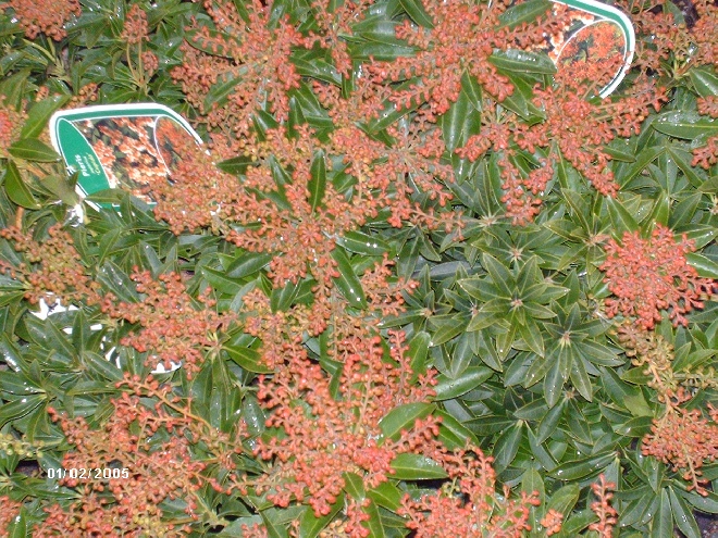 Pieris japonica  Pieris