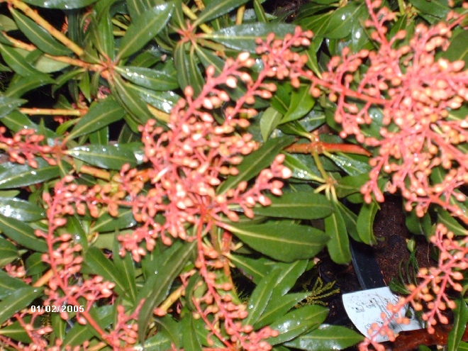 Pieris 'Forest Flame' Pieris, Andromeda
