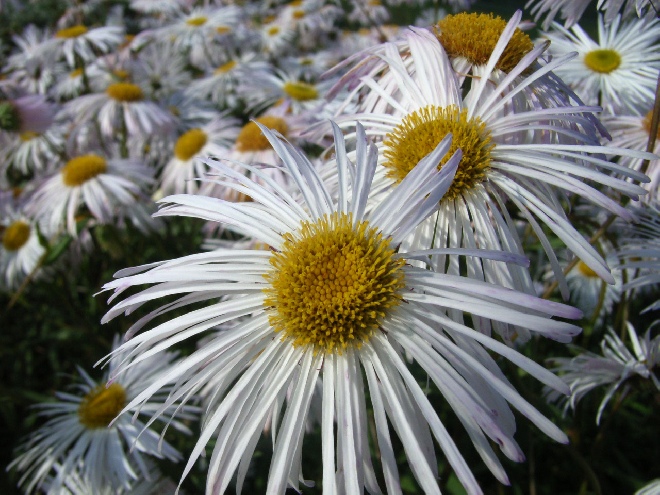 Erigeron 'Sommerneuschnee' Fijnstraal