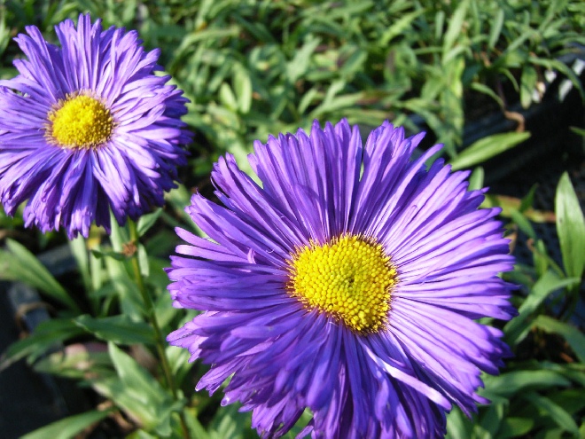 Erigeron 'Schwarzes Meer' Fijnstraal