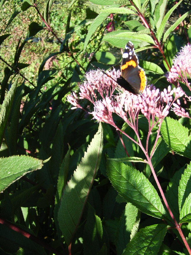 Eupatorium maculatum 'Atropurpureum' Leverkruid