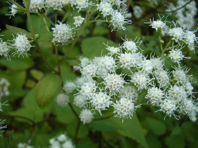 Eupatorium rugosum 'Braunlaub' Leverkruid