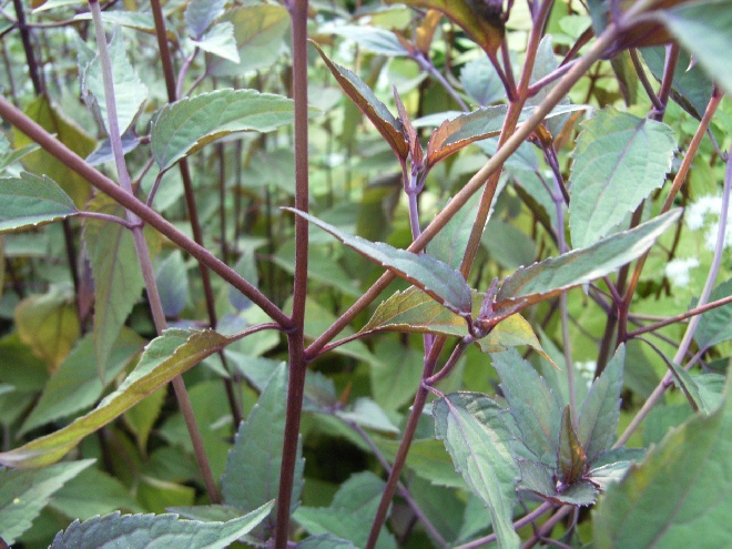 Eupatorium rugosum 'Chocolate' Leverkruid