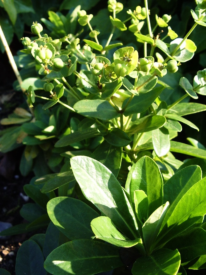 Euphorbia amygdaloides var. robbiae Wolfsmelk