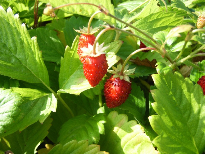 Fragaria vesca Bosaardbei