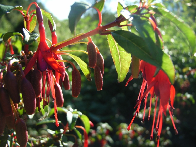 Fuchsia magellanica var. gracilis fuchsia, bellenplant
