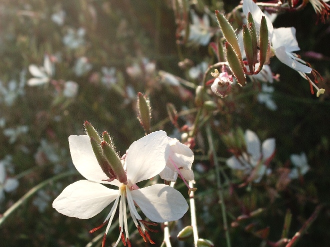 Gaura lindheimeri 'Whirling Butterflies' Prachtkaars