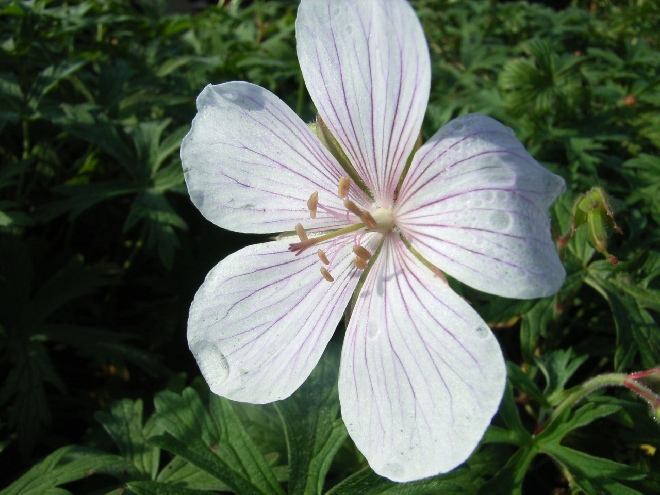 Geranium clarkei 'Kashmir White' Ooievaarsbek