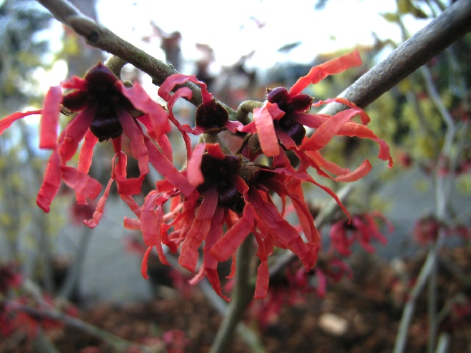 Hamamelis intermedia 'Diane' Toverhazelaar