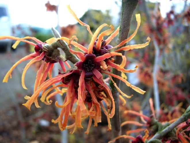 Hamamelis intermedia 'Jelena' Toverhazelaar