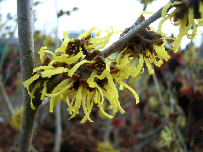 Hamamelis intermedia 'Westerstede' Toverhazelaar
