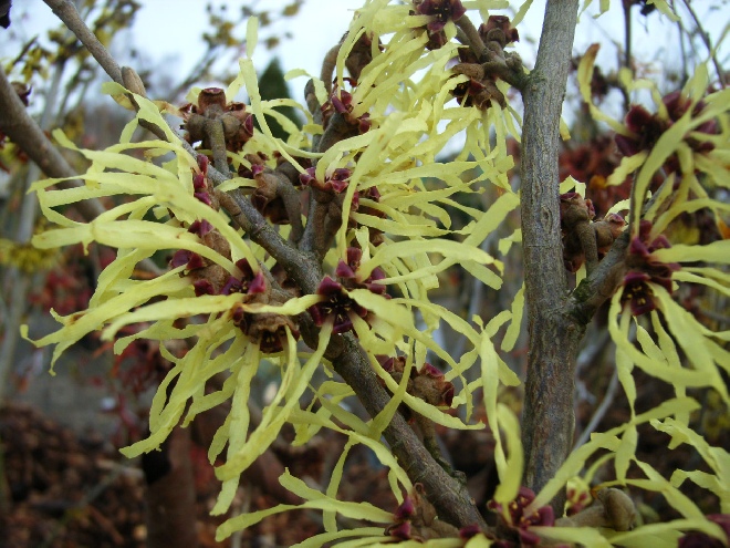 Hamamelis intermedia 'Pallida'  Toverhazelaar