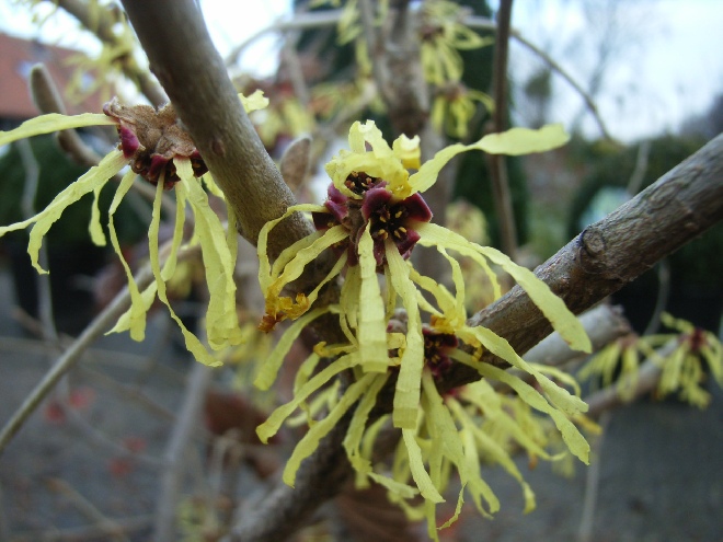 Hamamelis intermedia 'Primavera' toverhazelaar
