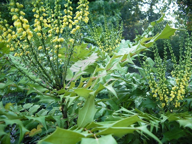 Mahonia media 'Winter Sun' Mahoniestruik