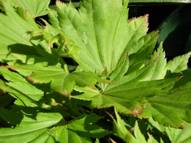 Acer shirasawanum 'Aureum' Volle Maan Esdoorn