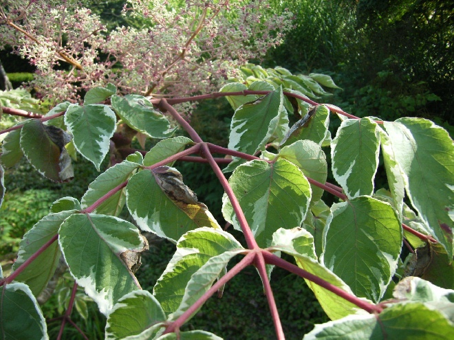 Aralia elata 'Variegata' duivelswandelstok