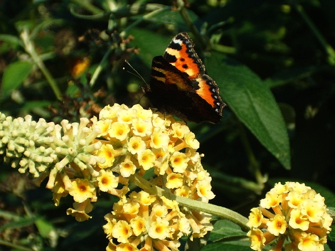 Buddleja weyeriana 'Sungold' Vlinderstruik