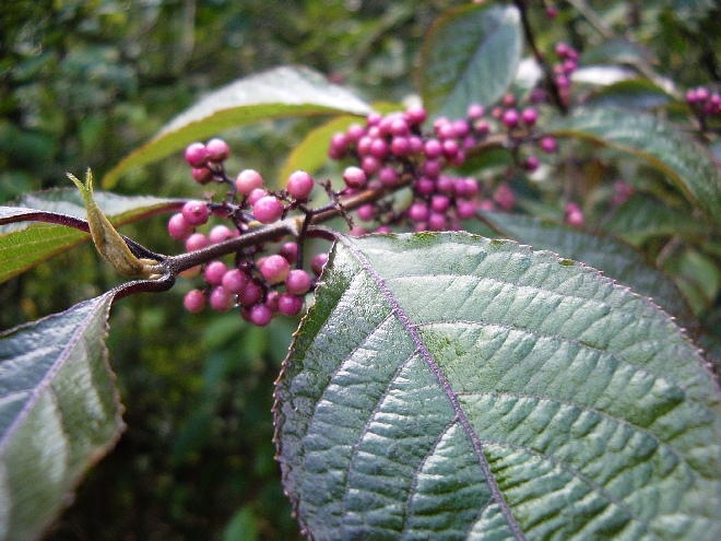Callicarpa bodinieri 'Profusion' Schoonvrucht
