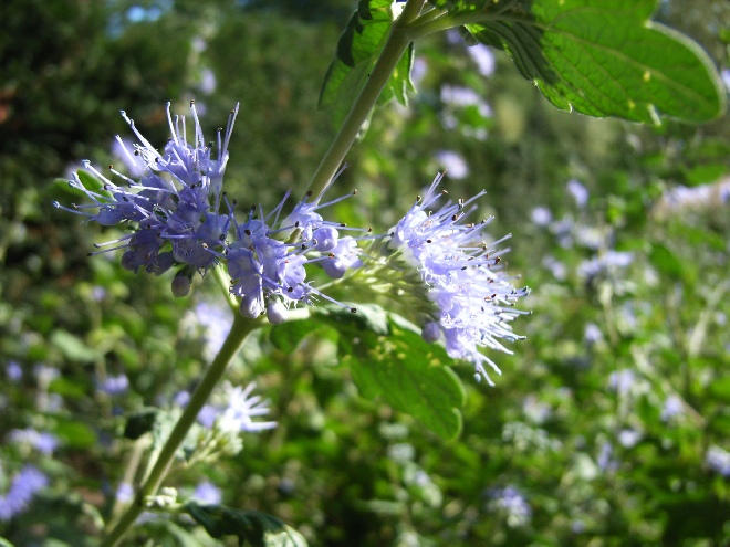 Caryopteris clandonensis 'Heavenly Blue' Blauwe baard, Blauwe Spirea