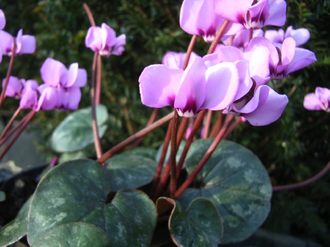 Cyclamen coum Alpenviooltje