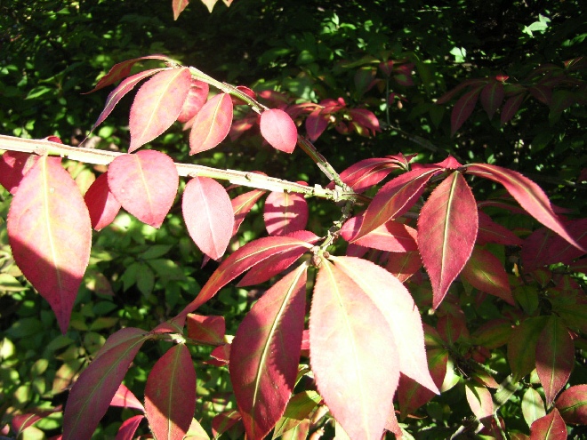 Euonymus alatus Kardinaalshoed