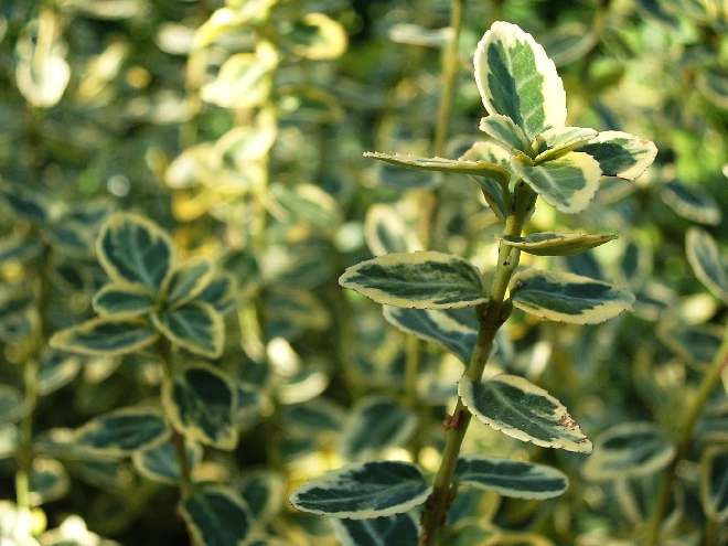 Euonymus fortunei 'Dart's Blanket' Bodembedekkende Kardinaalshoed