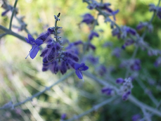 Perovskia atriplicifolia 'Little Spire' Reuzenlavendel, Russische Salie