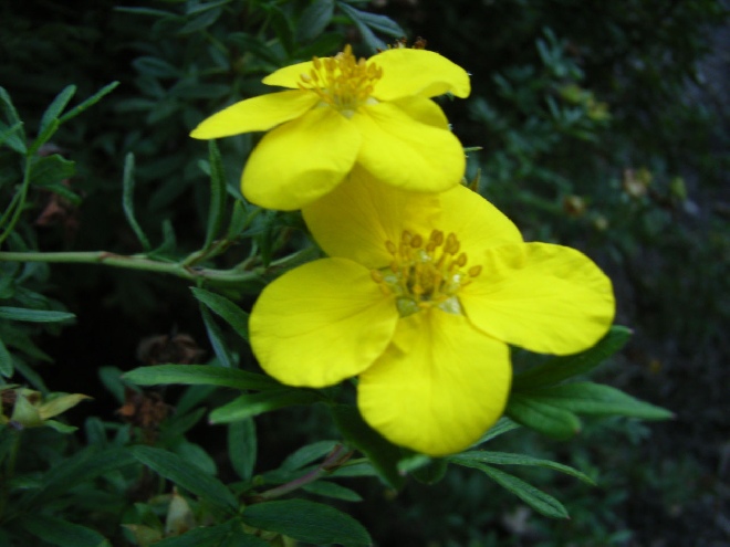 Potentilla fruticosa 'Goldfinger' Ganzerik