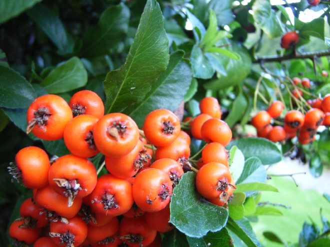 Pyracantha  'Orange Glow' Vuurdoorn