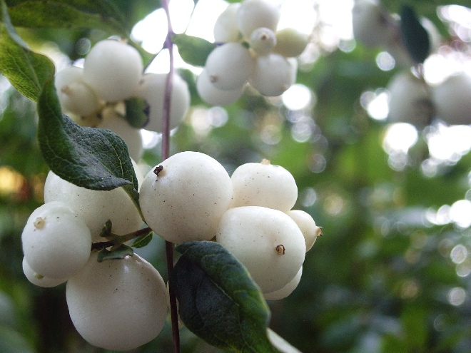 Symphoricarpos albus var. laevigatus Sneeuwbes, Klapbes