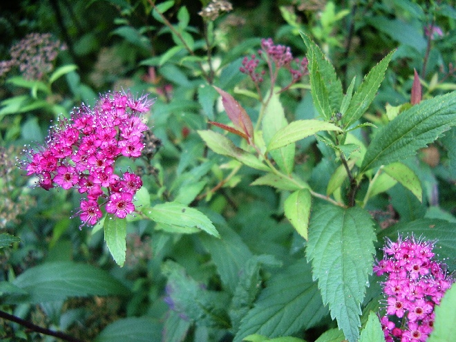 Spiraea japonica 'Anthony Waterer' Spierstruik