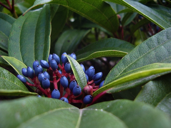 Viburnum davidii Sneeuwbal