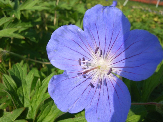 Geranium 'Brookside' Ooievaarsbek