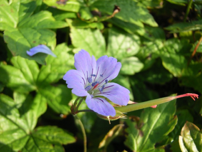 Geranium nodosum Ooievaarsbek