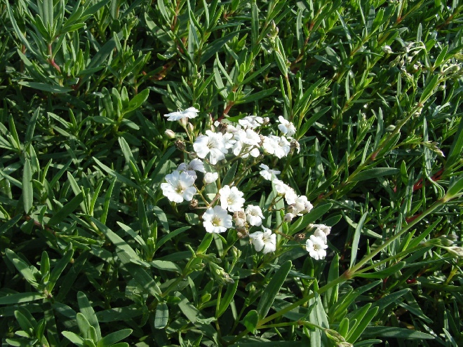 Gypsophila repens Gipskruid