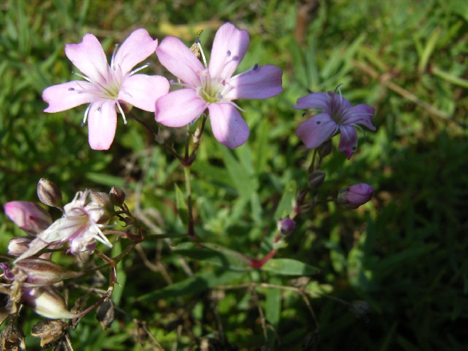 Gypsophila repens 'Rosea' Gipskruid