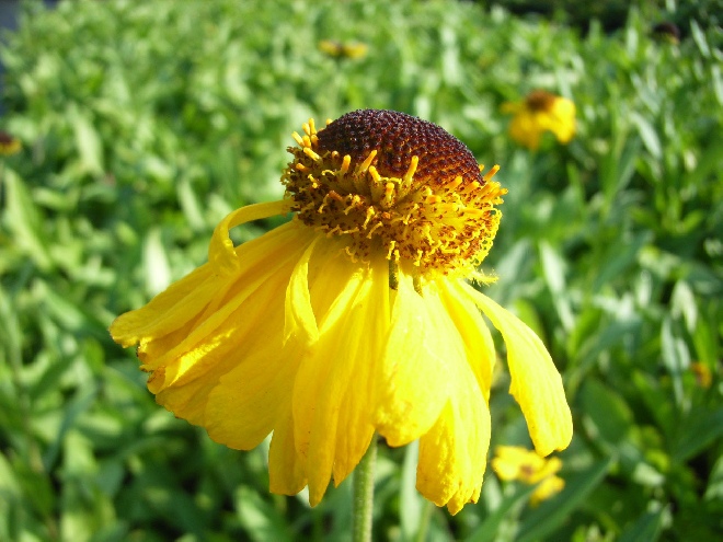 Helenium bigelovii 'The Bishop' Zonnekruid