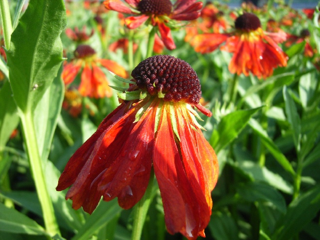 Helenium 'Moerheim Beauty' Zonnekruid