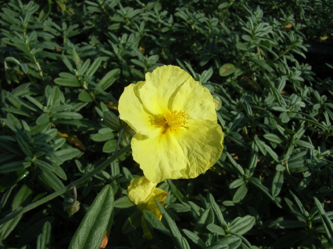 Helianthemum 'Wisley Primrose' zonneroosje