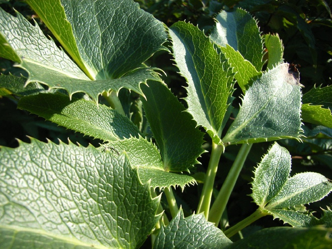 Helleborus argutifolius (syn. H. lividus ssp corsicus) Corsicaanse Kerstroos