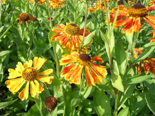 Helenium 'Waltraut' Zonnehoed