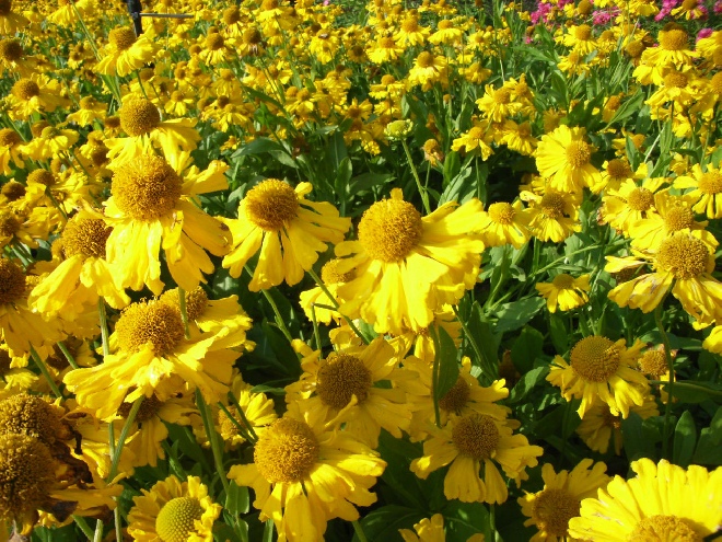 Helenium autumnale 'Pumilum Magnificum' Zonnehoed