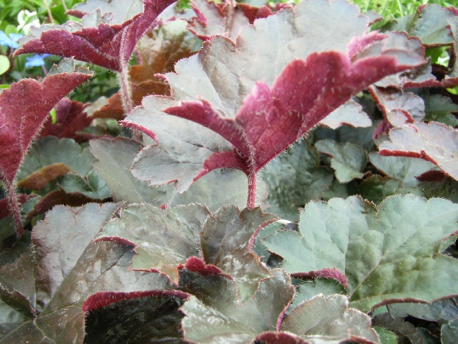 Heuchera micrantha 'Palace Purple' Purperklokje