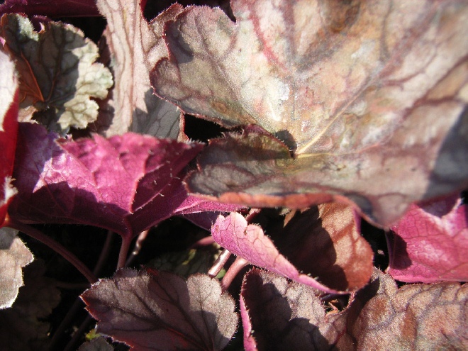 Heuchera 'Cascade Dawn' Purperklokje
